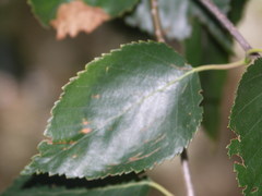 Betula corylifolia