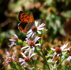 Lycaena phlaeas hypophlaeas