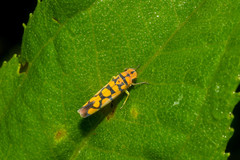 Pawiloma multilunatula