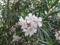 Nerium oleander