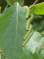Pristiphora testacea