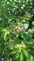 Mirabilis nyctaginea