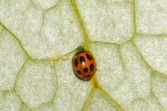 Zagreus decempunctatus