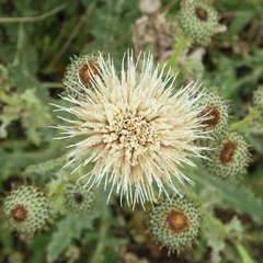 Cirsium cymosum canovirens