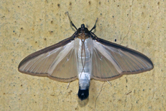 Cydalima laticostalis