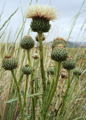 Cirsium cymosum canovirens