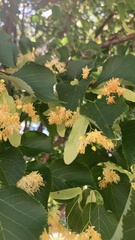 Tilia cordata