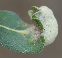 Neuroterus quercicola