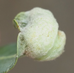 Neuroterus quercicola