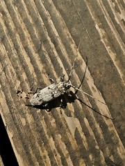 Aegomorphus modestus