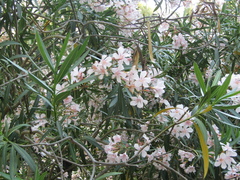 Nerium oleander