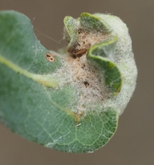 Neuroterus quercicola