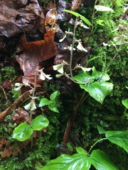 Neottia smallii