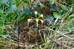 Eucrosia dodsonii