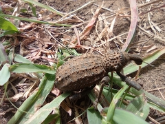 Bronchus tenuegranosus