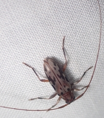 Lepturges symmetricus