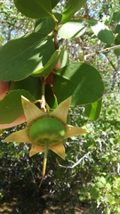 Sonneratia caseolaris