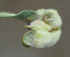 Neuroterus quercicola