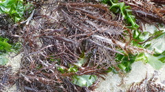 Chondracanthus chamissoi