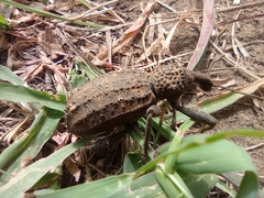 Bronchus tenuegranosus