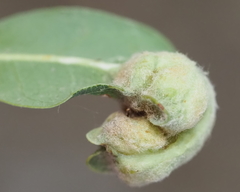 Neuroterus quercicola