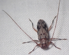 Lepturges symmetricus