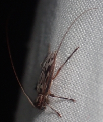 Lepturges symmetricus