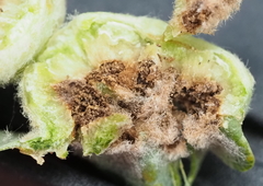 Neuroterus quercicola