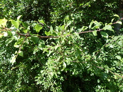 Prunus spinosa