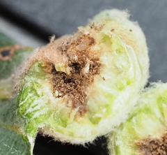 Neuroterus quercicola