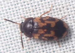 Mycetophagus