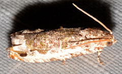 Proteoteras naracana