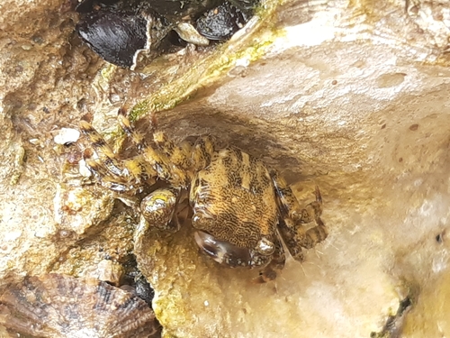 Photo of Marbled rock crab (Pachygrapsus marmoratus)