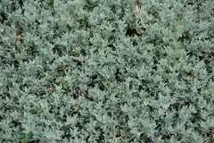 Atriplex maximowicziana