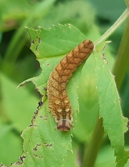 Tenthredo campestris