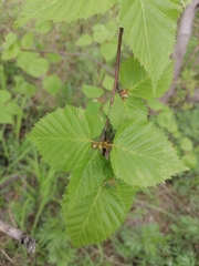 Betula ermanii
