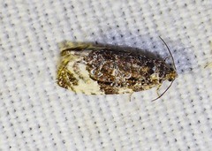 Apotomis sororculana