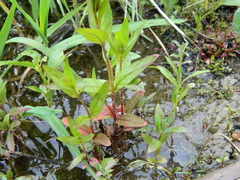 Epilobium pseudorubescens