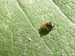 Halticus luteicollis
