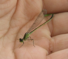 Ischnura elegans