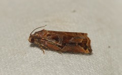 Archips oporana