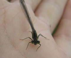 Ischnura elegans