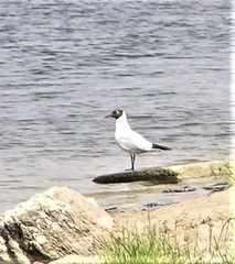 Chroicocephalus ridibundus