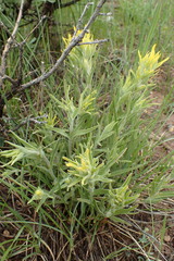 Castilleja flava