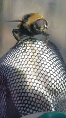 Merodon equestris