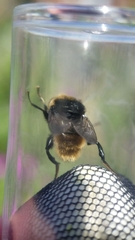 Merodon equestris