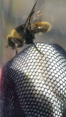 Merodon equestris