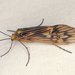 Caddisflies - Photo (c) Stuart Tingley, some rights reserved (CC BY-NC), uploaded by Stuart Tingley