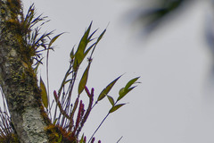 Pleurothallis ruscifolia