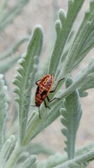 Spilostethus saxatilis